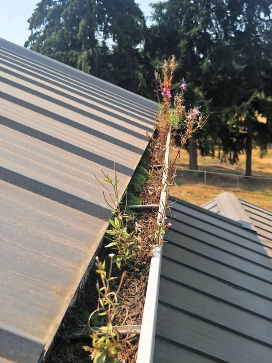 Weeds and flowers growing out of a blocked gutter