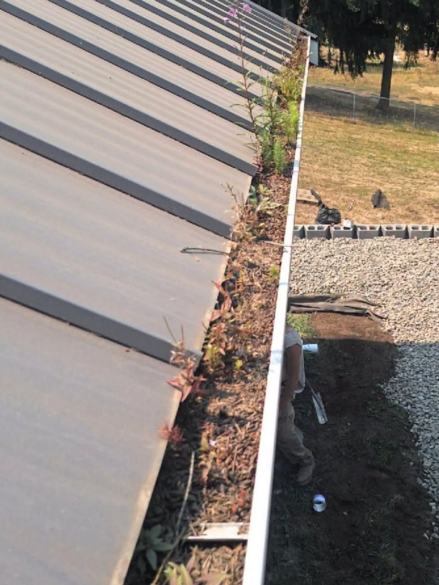 Plants and moss growing along a gutter beside a metal roof